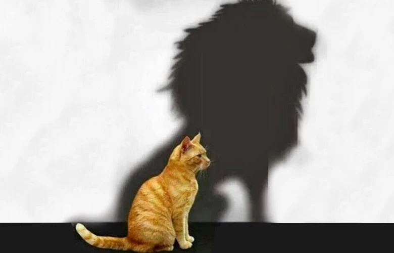 Percepção e Soberba 